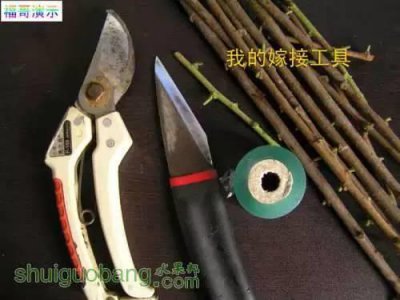 ​12种 · 树木嫁接方法演示图