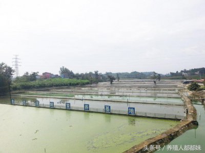 ​泥鳅养殖，一亩地能赚多少钱