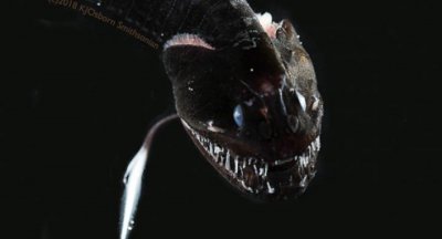 ​科学家发现地球上最黑的生物之一，黑到只能看到它一个轮廓