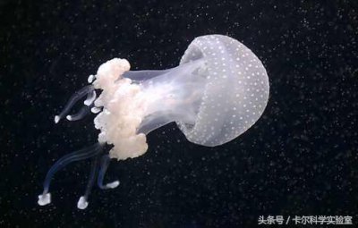 ​卡尔带你认识认识：海蜇血！