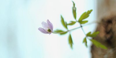 ​抖音馒头下一句是什么 别人发馒头回嗷嗷就行了