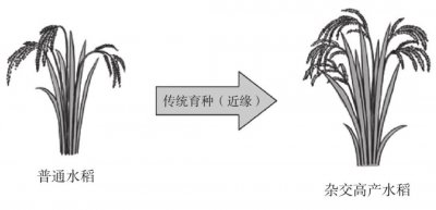 ​什么是杂交水稻？