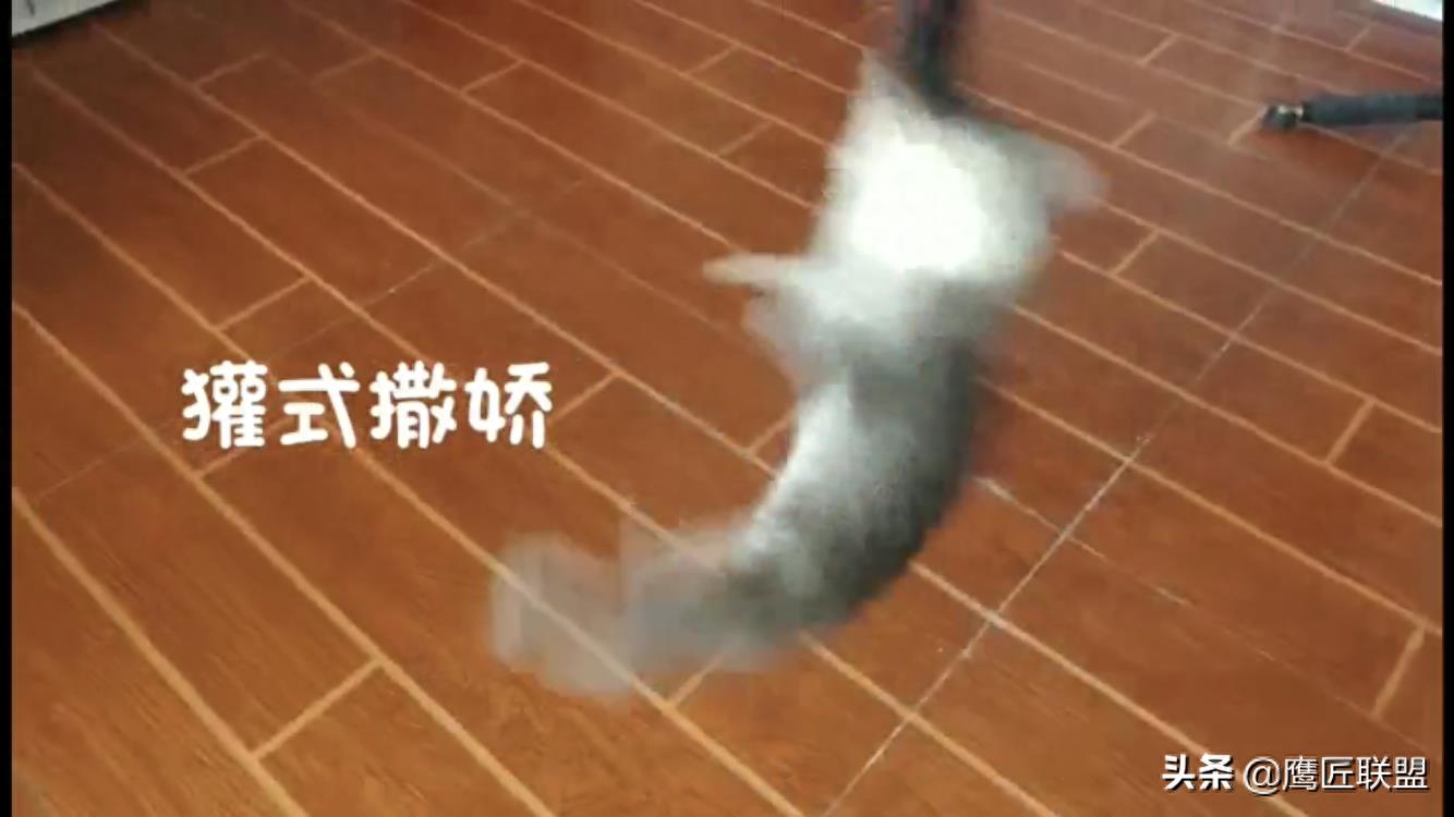 长相如此可爱，行为如此可爱的鼬獾竟是狂犬病毒天然宿主