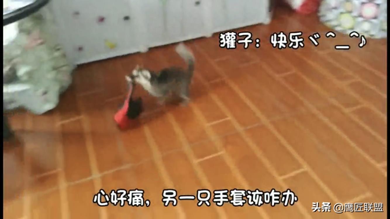 长相如此可爱，行为如此可爱的鼬獾竟是狂犬病毒天然宿主