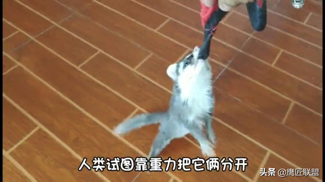 长相如此可爱，行为如此可爱的鼬獾竟是狂犬病毒天然宿主