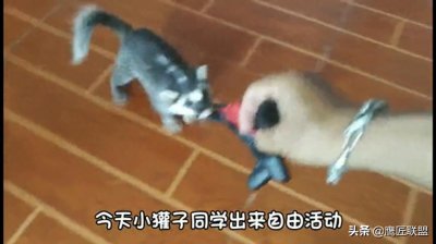 ​长相如此可爱，行为如此可爱的鼬獾竟是狂犬病毒天然宿主