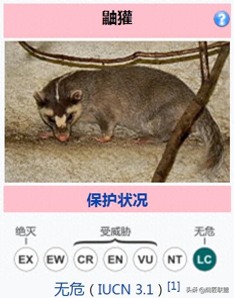 长相如此可爱，行为如此可爱的鼬獾竟是狂犬病毒天然宿主