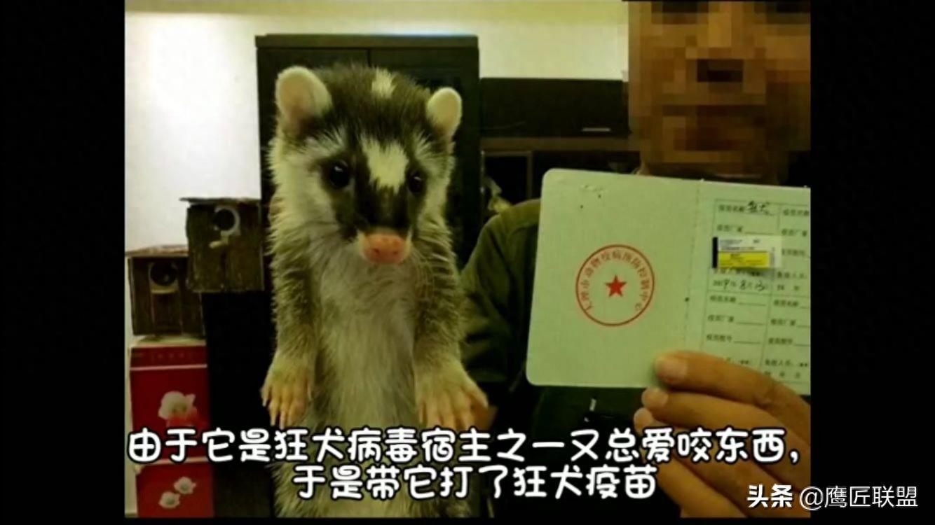 长相如此可爱，行为如此可爱的鼬獾竟是狂犬病毒天然宿主