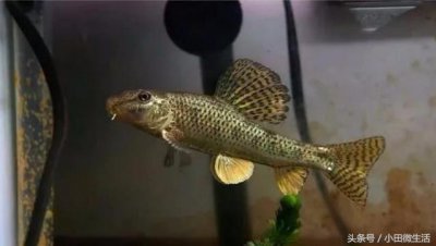 ​这种鱼喜欢趴在水底，棒状身体上布满规则圆形花斑，香煎非常美味