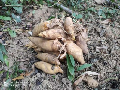 ​黄哥手把手教您挖笋的技巧与方法（挖笋诀窍）