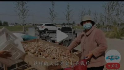 ​江苏邳州新大蒜收购价(毛蒜0.6-0.9元，净蒜1.4-1.8)