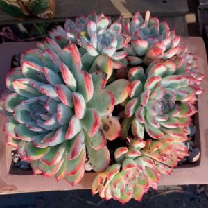 ​那些色彩明艳的月影系多肉植物，养护不当也会变‘菜’小心别中招
