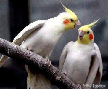 ​看过这些鹦鹉，你就知道李未央为何会留下“小樱”了