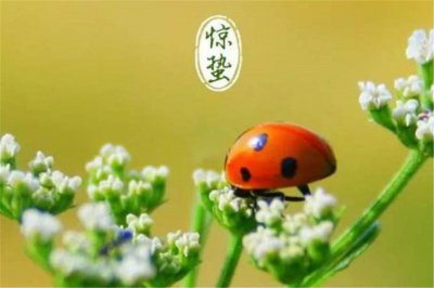 ​惊蛰俗语：“春雷一声响，黄金千万两”是何意？