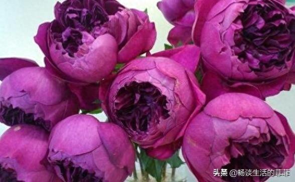 拥有特别香味的10种月季花推荐给大家