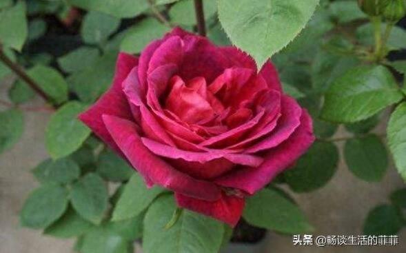 拥有特别香味的10种月季花推荐给大家