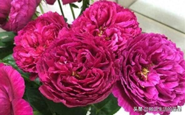 拥有特别香味的10种月季花推荐给大家