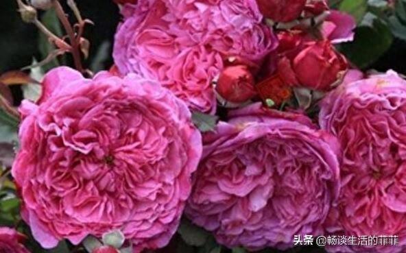 拥有特别香味的10种月季花推荐给大家