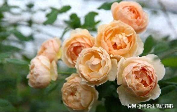 拥有特别香味的10种月季花推荐给大家