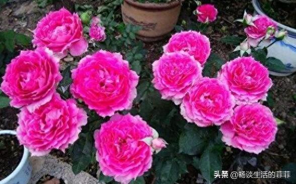 拥有特别香味的10种月季花推荐给大家