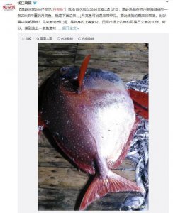 ​200斤卖3890元！啥是月亮鱼？