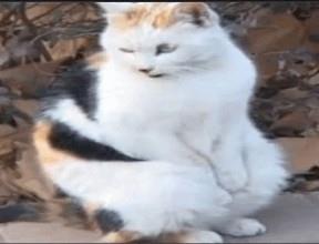 南京“搓手猫”走红被收养