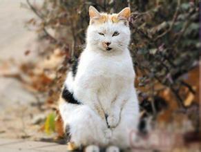 南京“搓手猫”走红被收养