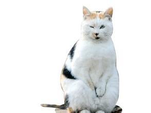 南京“搓手猫”走红被收养
