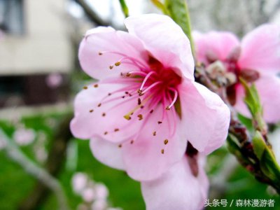 ​“人间四月芳菲尽，山上桃花始盛开” 背后的科学道理