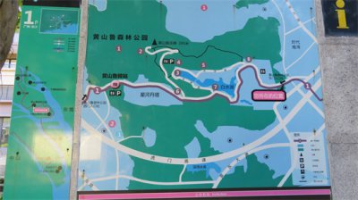 ​南沙绿肺，万亩的天然大氧巴黄山鲁森林公园
