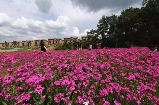 曲靖金麟湾爱情小镇：泡温泉，赏花海，打高尔夫，漫步欧洲小镇