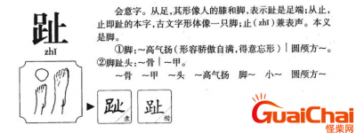 ​跖趾是什么意思 跖读什么字