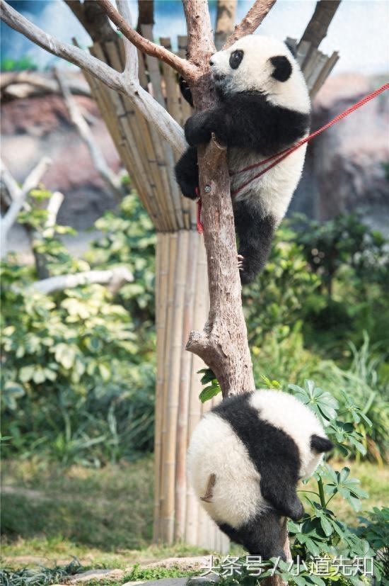 大熊猫双胞胎萌宝撒娇拜年萌翻了