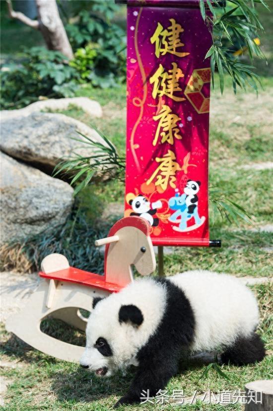大熊猫双胞胎萌宝撒娇拜年萌翻了