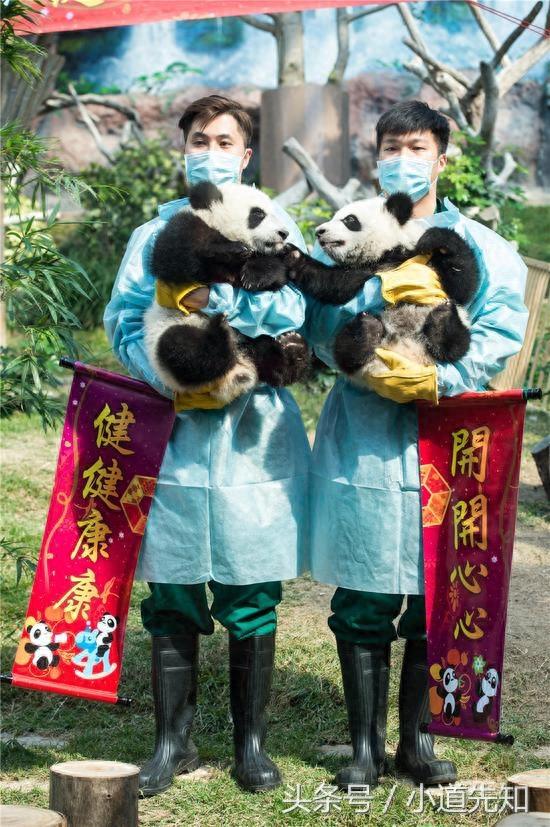 大熊猫双胞胎萌宝撒娇拜年萌翻了