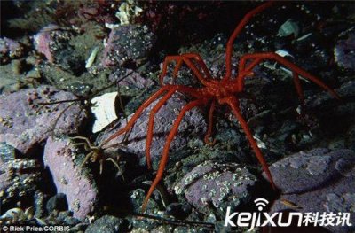 ​南极巨型奇异海蜘蛛 体长25厘米生殖器长在腿上