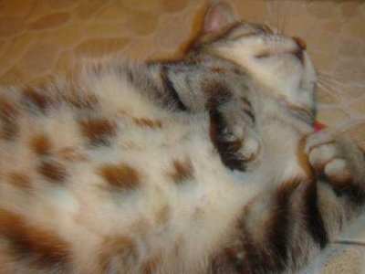 ​疯了！猫界大麻猫薄荷，猫咪们吸了以后快活成了这个样子
