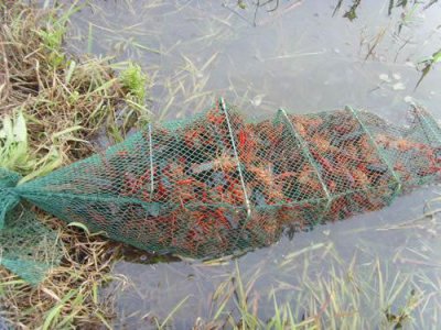 ​养殖小龙虾一亩地的真实成本和利润分析