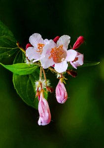 ​蝟实花～棵棵粉红花如瀑，朵朵娇艳暗香飘