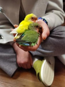 ​手养鹦鹉雏鸟喂养教程