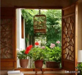 ​天竺葵有没有毒？适合养在室内吗？听听小花匠怎么说的