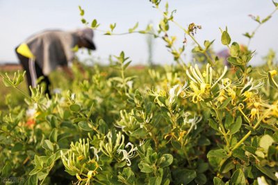 ​药材种植补贴政策来了，怎么补贴，每亩补贴多少钱？你来了解一下