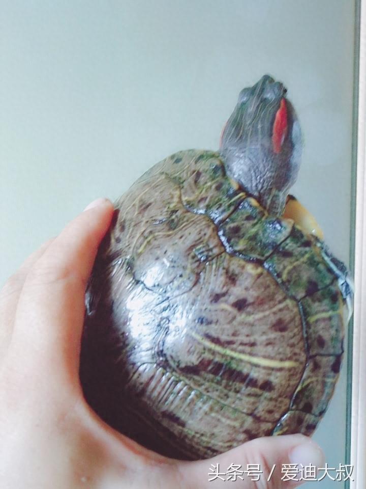 十年前花5元路边买的宠物龟如今变成了这样，说好了长不大呢！