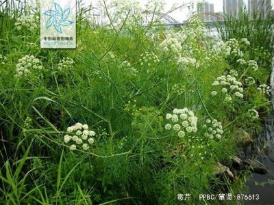 ​芹菜、水芹、野芹，美味？毒药？城里人不知，农村人也未必会区分