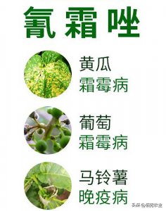 ​不怕千招会，就怕一招绝，主治疫病和霜霉病的氰霜唑，你会用吗？