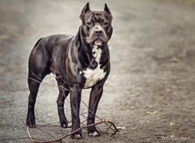 ​动物世界犬种-美国比特斗牛犬