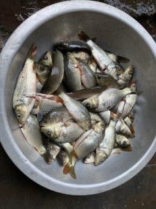 ​稻花鱼这样做超下饭