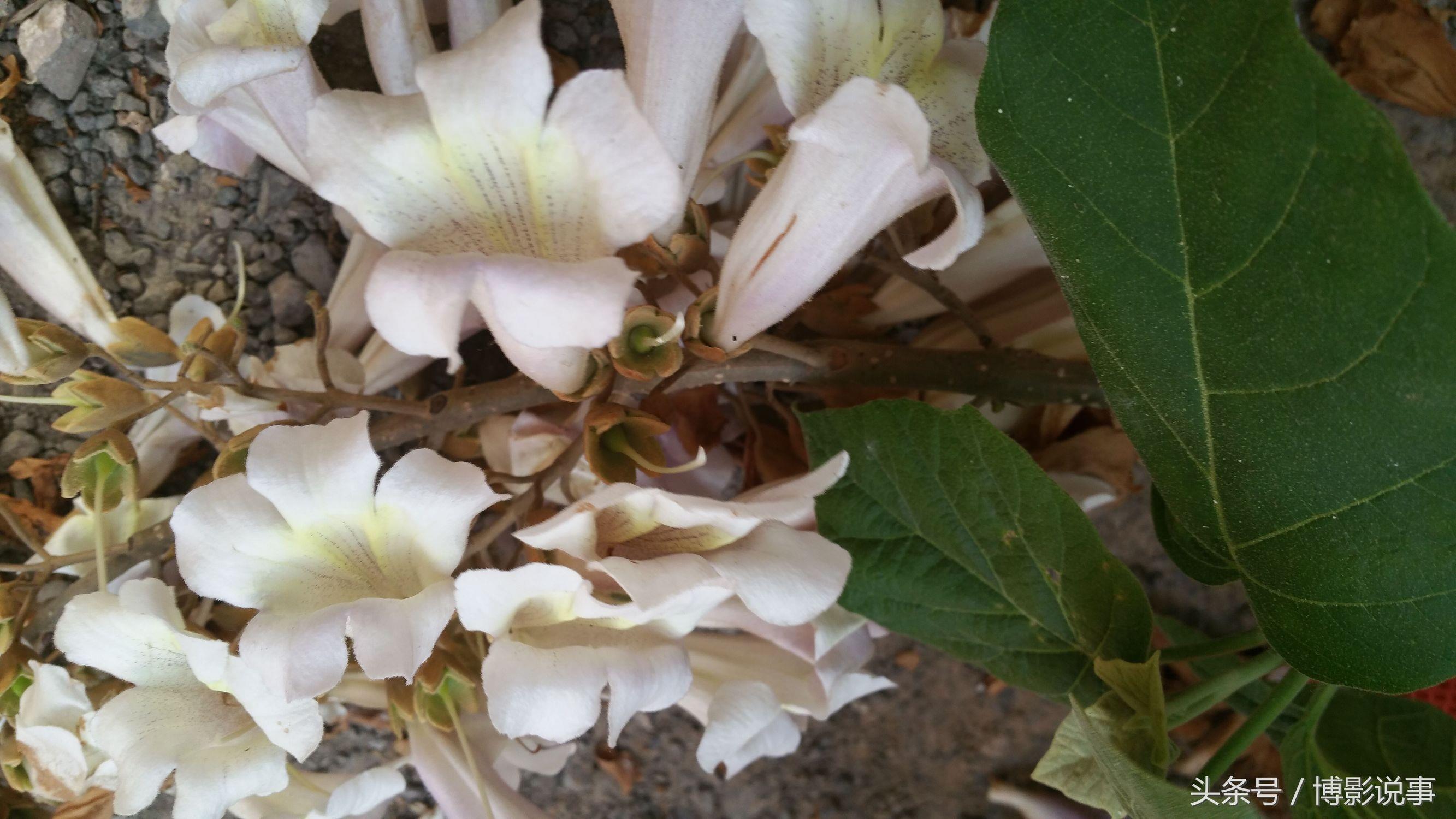 农村常见的桐树花，蒸着好吃，还能缓解脚气和头疼