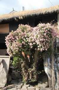 ​在大理，一棵十几年的玉树开花了，简直就是“樱花”难得一见