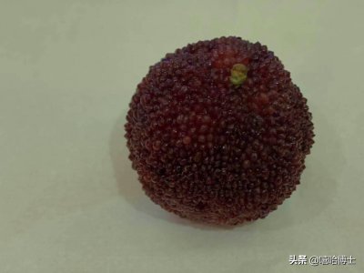 ​显微镜下探寻杨梅虫